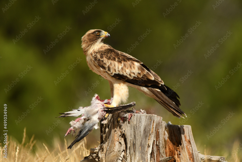 Fototapeta premium aguila calzada en el campo con sus presas