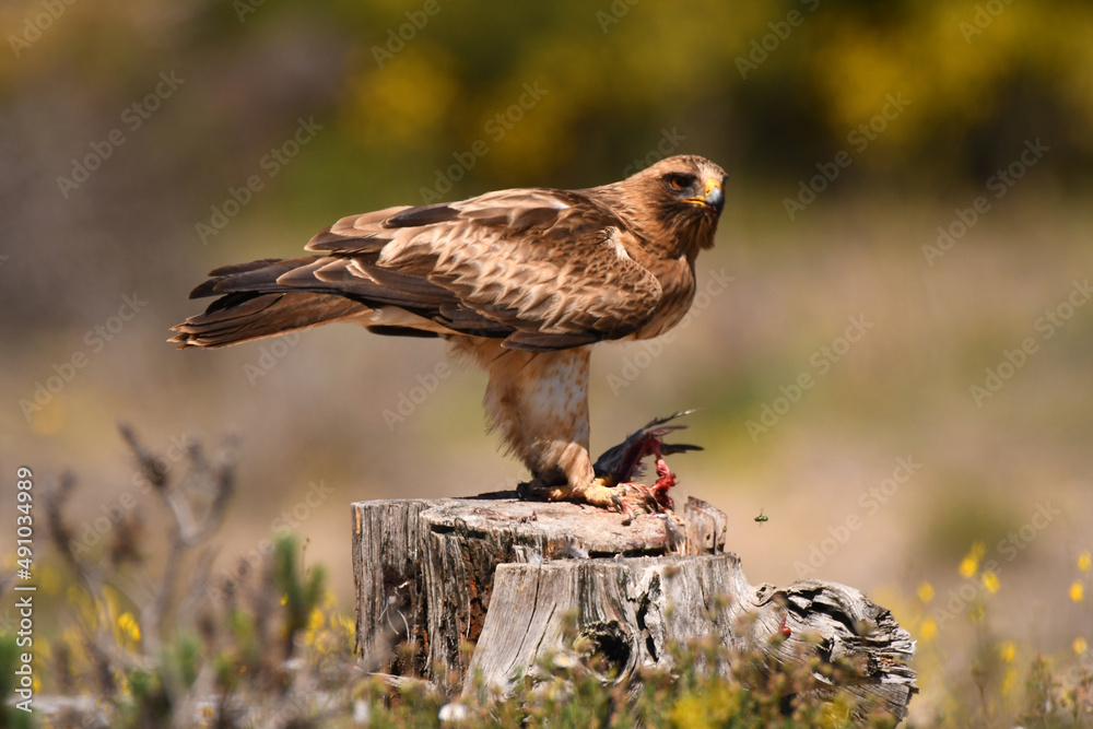 Fototapeta premium aguila calzada en el campo con sus presas