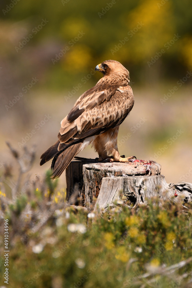 Fototapeta premium aguila calzada en el campo con sus presas