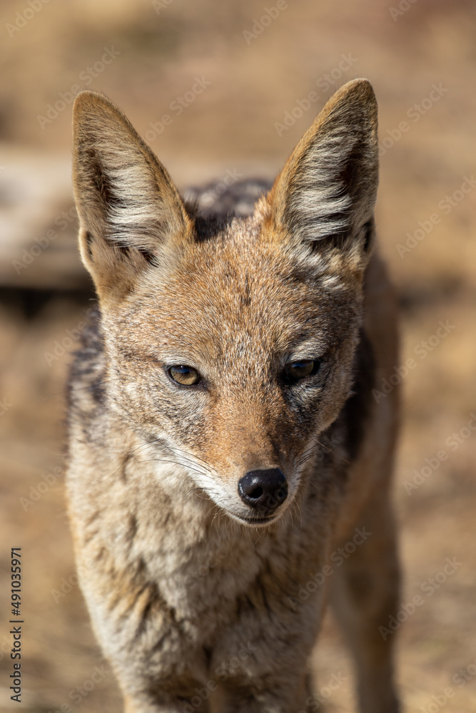 Black Backed Jackal, Kruger National Park Black Backed Jackal, Kruger National Park