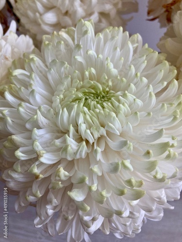 White flower on display. These Flowers are great decoration for wedding backdrop. © Polina