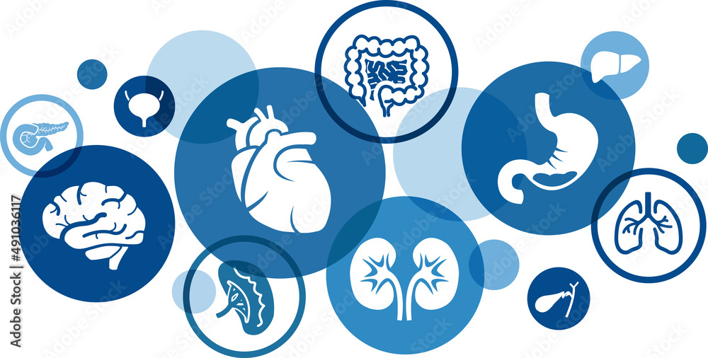 Human organs vector illustration. Blue concept with icons related to medical science & medicine, human physiology & anatomy, internal organs - heart, brain, kidneys, lungs, bladder, intestine.