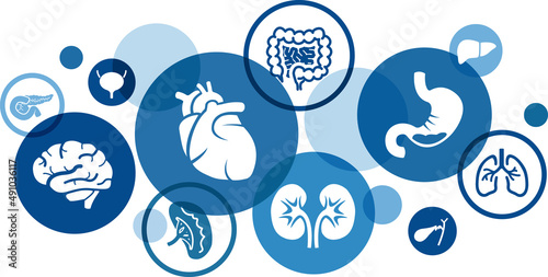 Human organs vector illustration. Blue concept with icons related to medical science & medicine, human physiology & anatomy, internal organs - heart, brain, kidneys, lungs, bladder, intestine. photo