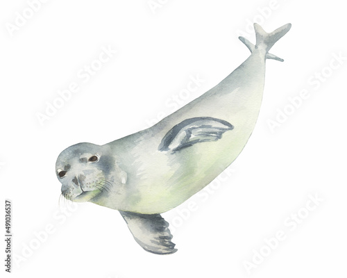 Cute watercolor swimming seal. Perfect for printing, web, textile design, souvenirs.