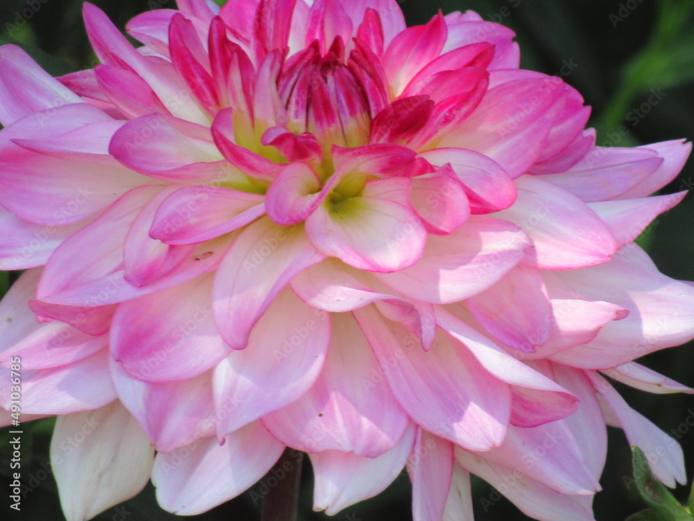 peonies peonies