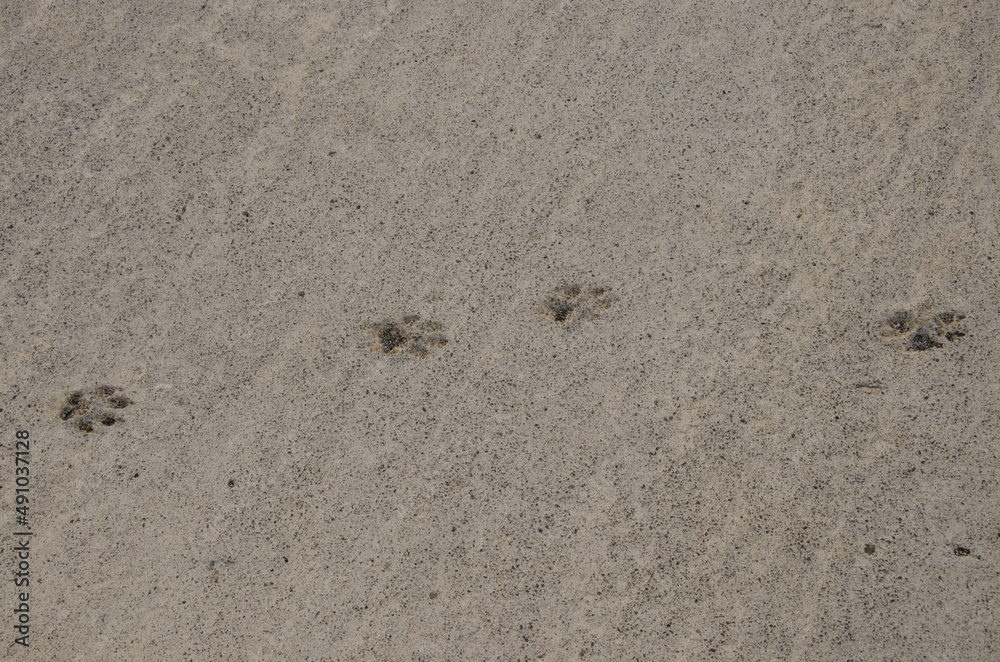Dog tracks on dry cement. Mazo. La Palma. Canary Islands. Spain. Dog tracks on dry cement. Mazo. La Palma. Canary Islands. Spain.