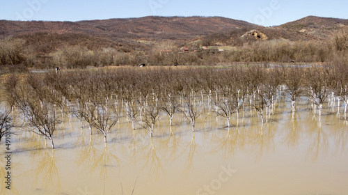 Due to heavy rainfall, the riverbed overflowed into a nearby orchard