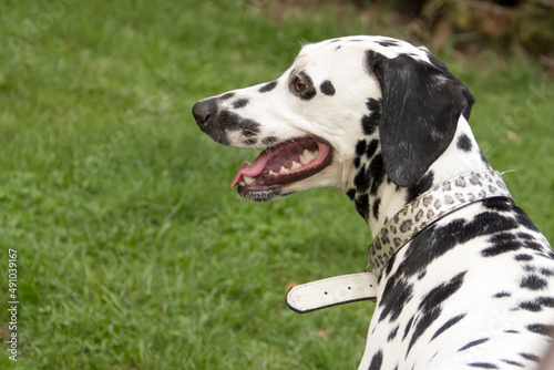 Dalmatian dog portrait outdoors with green background