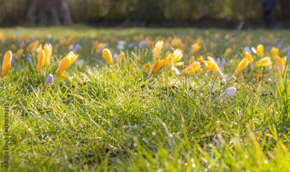 Kolorowe krokusy i świeża trawa z bliska. Wiosenna łąka w parku, kwiatowe tło z bliska. - obrazy, fototapety, plakaty 