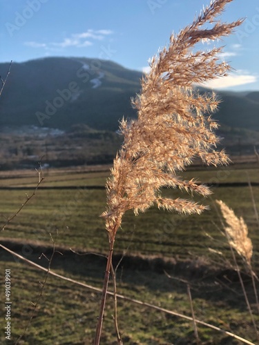 wheat field in winter