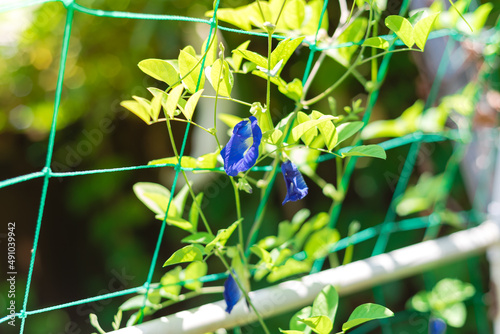 Blossom Butterfly pea flower with nice bokeh background and early morning light. Clitoria ternatea or Asian pigeonwings on netting trellis with PVC structure photo