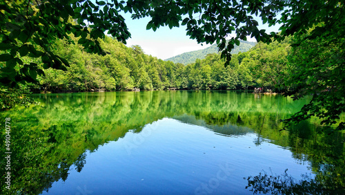 Reflection of Trees in Water