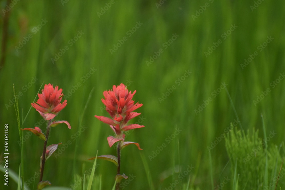 Flowers Flowers