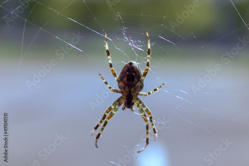 spider in its web 
