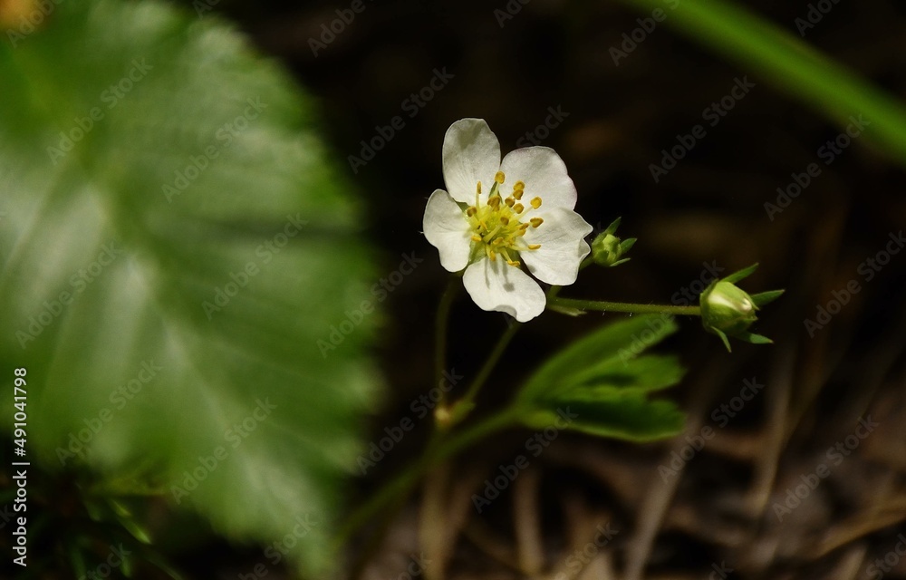 Obraz premium Flowers