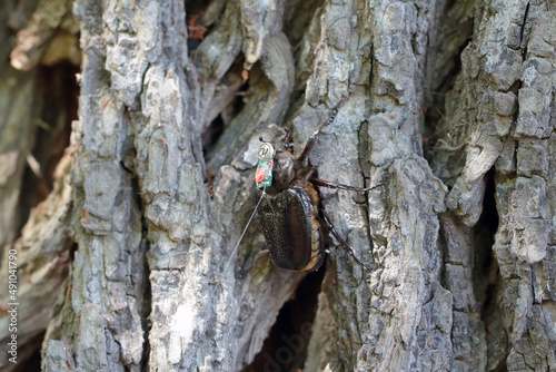 The hermit beetle or Russian leather beetle (osmoderma eremita or barnabita) with a tracking radio transmitter. photo