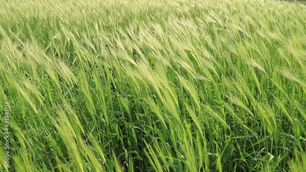 Green barley cereal  Field. Wind sways in a field creating waves. A Colorful  Sunny Day Agriculture Landscape Scenery.