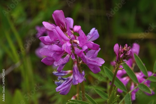 Flowers © Roger