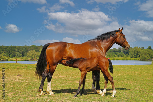 View on brown hanoverian foal sucking milk from mare on meadow  river background - Netherlands