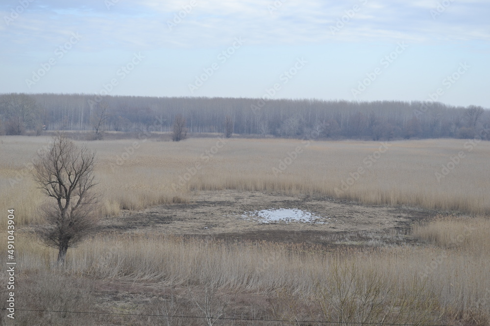 Wet wetland forest in Petrovaradin, Novi Sad, Serbia.