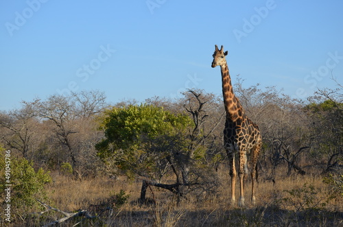 Parque Kruger South africa