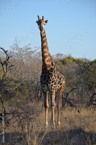 Parque Kruger South africa