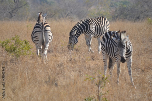 Parque Kruger South africa