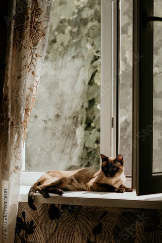 Сat on the window. Siamese cat  © Ирина Цымбалюк