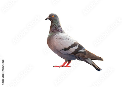 фотографія full body of standing pigeon bird isolate on white background