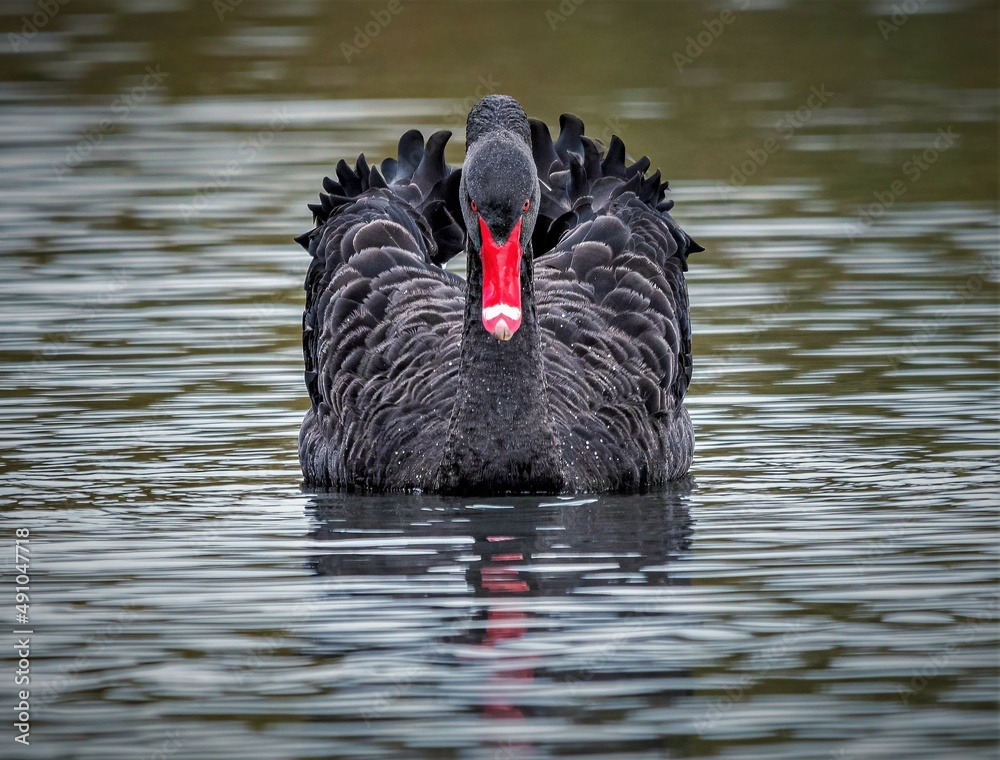 Ταπετσαρία black swan on the lake