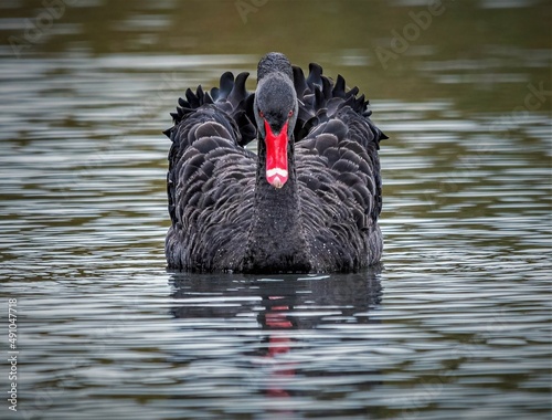 black swan on the lake photo