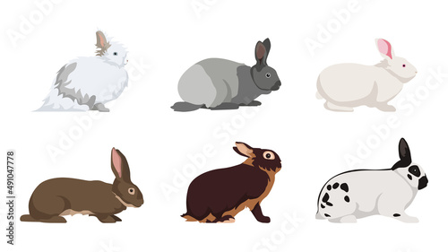 Set of beautiful rabbit on white background. Vector angora rabbit  European silver  white pannon  flanders  black-brown and butterfly rabbit in cartoon style.