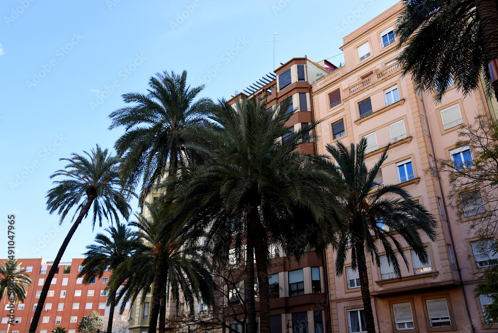 Palm tree in the city against the background of residential buildings. City landscape with palm trees. Urban palms in Valencia, Spain. Palm trees on the background of houses in the town.