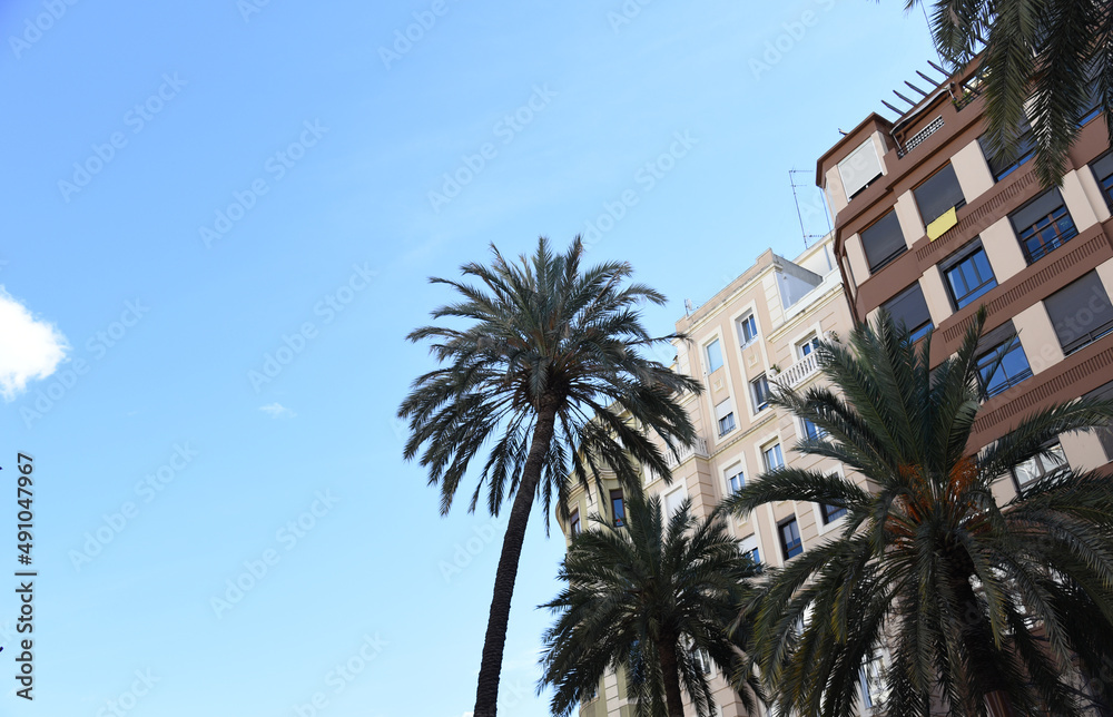 Palm tree in the city against the background of residential buildings. City landscape with palm trees. Urban palms in Valencia, Spain. Palm trees on the background of houses in the town.