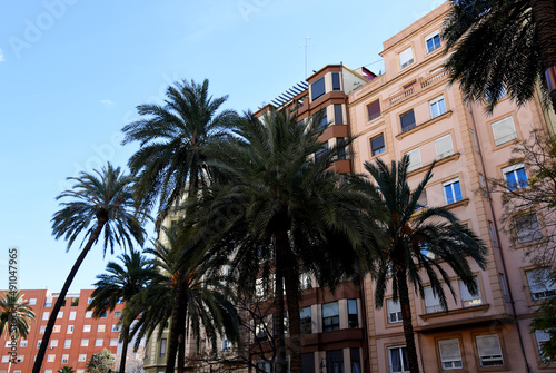 Palm tree in the city against the background of residential buildings. City landscape with palm trees. Urban palms in Valencia, Spain. Palm trees on the background of houses in the town. © MaxSafaniuk