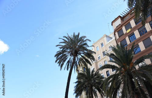 Palm tree in the city against the background of residential buildings. City landscape with palm trees. Urban palms in Valencia, Spain. Palm trees on the background of houses in the town. © MaxSafaniuk