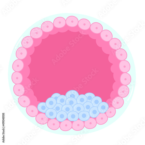 Anatomy of a blastocyst. A distinctive stage of a mammalian embryo.