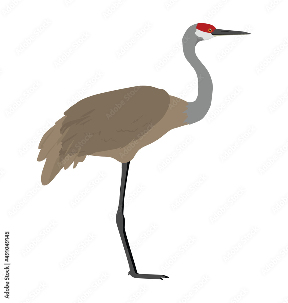 Valokuva Sandhill crane seen in Side view - Flat style vector