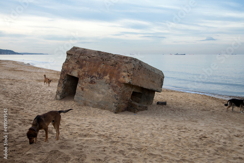Black Sea Kilyos beach and three dogs photo
