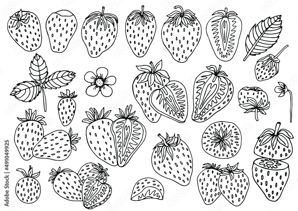 Strawberry hand drawn vector illustration. Strawberries sketch. Vector illustration. Black and white. Strawberry hand drawn vector illustration. Strawberries sketch. Vector illustration. Black and white.