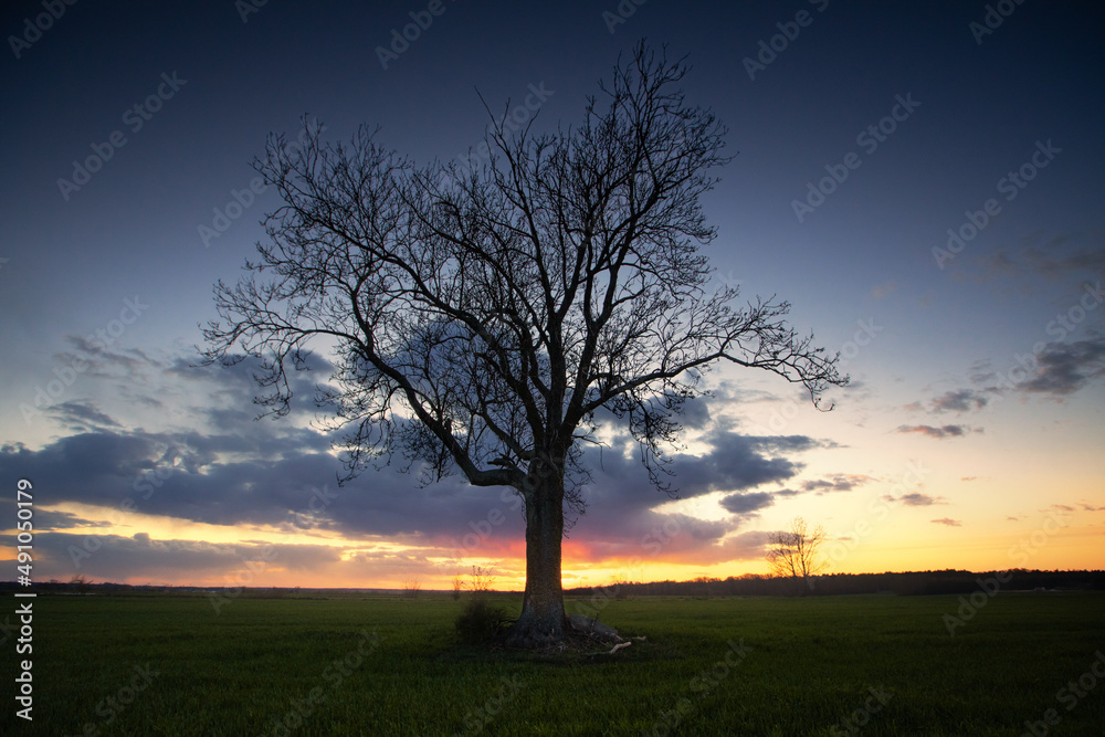 tree at sunset