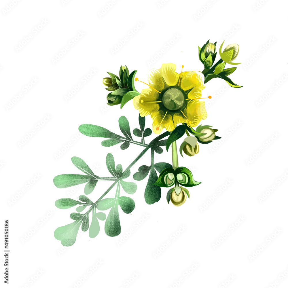 Common rue ruta graveolens flowering plant isolated on white. Herb-of ...