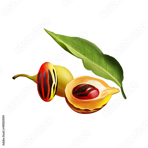 Nutmeg plant isolated on white. Ripe colorful red nutmeg fruit, seeds Kerala India. Spices known as pala and red mace. Herbs and spices collection. Digital art hand drawn illustration, nuts and leaf.