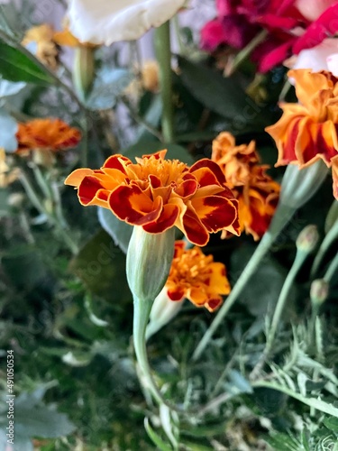 marigold flowers or Chernobrivets, delicate color. Nature of Ukraine