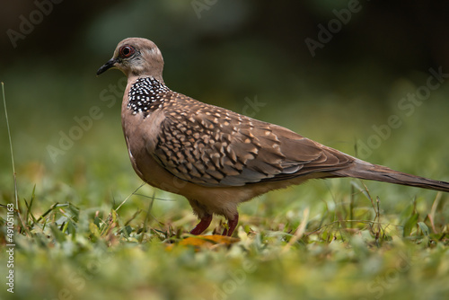 Lovely Spotted dove or spilopelia chinensis or pearl-necked dove on land