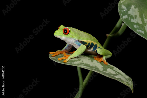 Red-eyed Tree Frog (Agalychnis callidryas) on leaves.