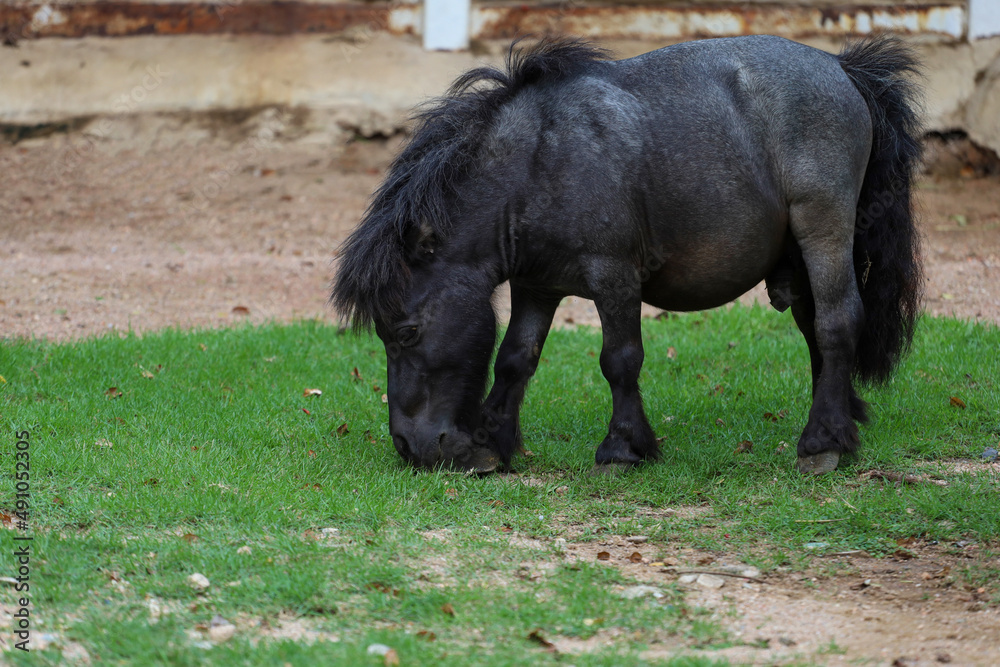 Fototapeta premium The black dwarf horse in the garden