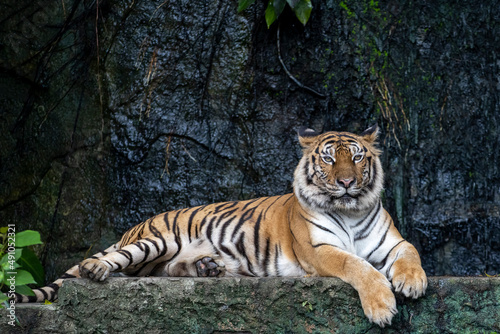 Fototapeta Naklejka Na Ścianę i Meble -  Close up bengal tiger is sit down