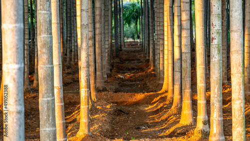 Areca catechu  Areca palm  areca nut palm and Areca nut tree in the Indian village.