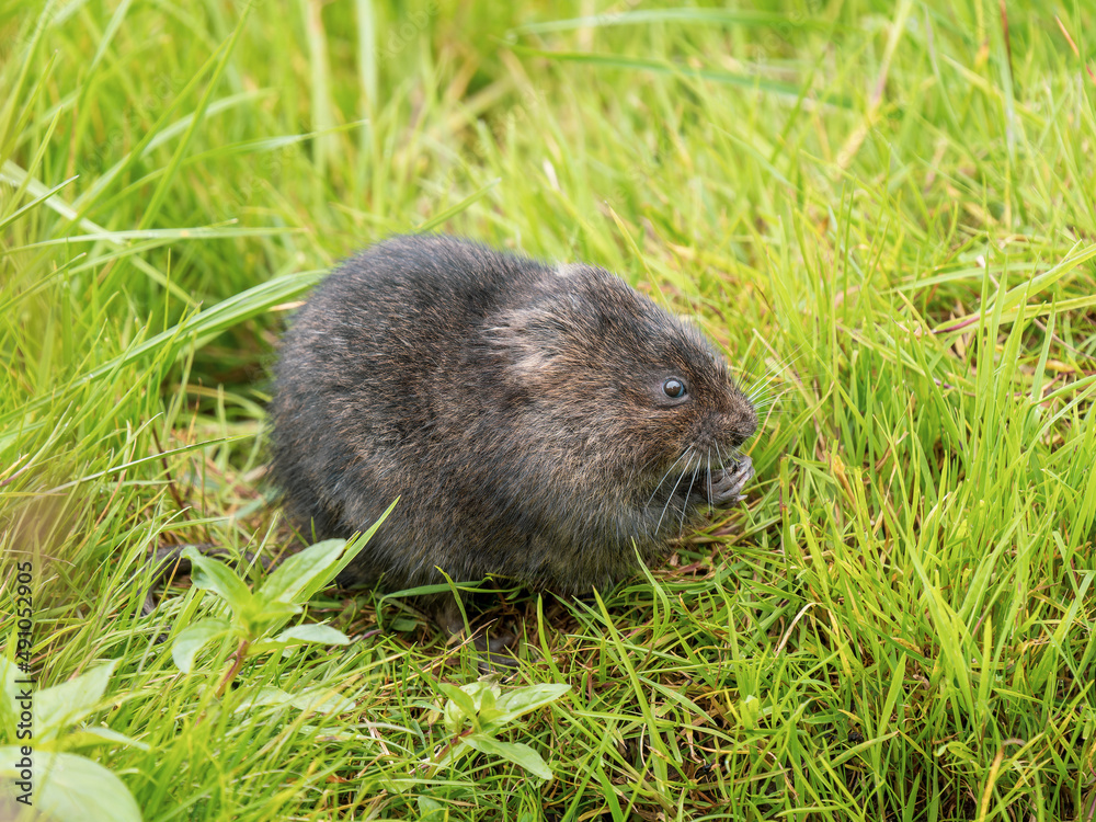 Water Vole Eating in a Grass Bank Water Vole Eating in a Grass Bank